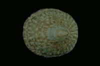 藏品(高青螺)的圖片